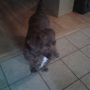 Meet your Posher, Debia